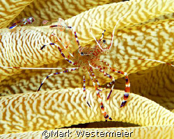 Almost Transparent - Image taken in Bonaire with a Nikon ... by Mark Westermeier 